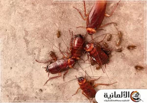 شركة مكافحة الصراصير بالدمام