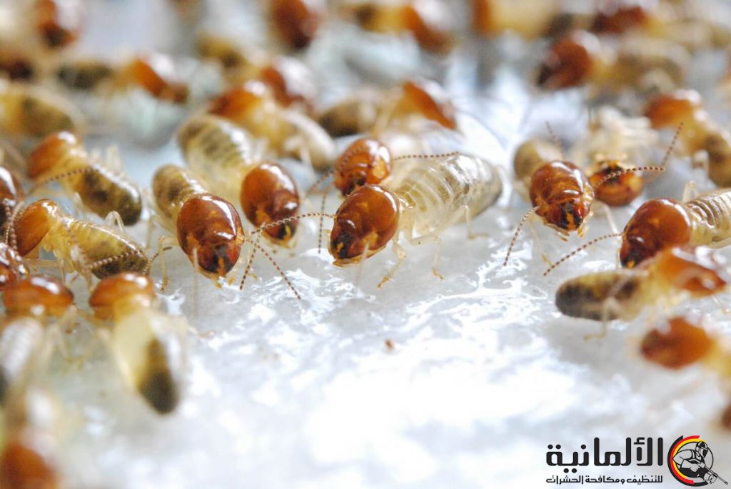 مميزات شركة الألمانية لمكافحة النمل بحفر الباطن - شركة مكافحة النمل بحفر الباطن