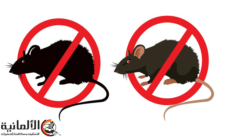 القضاء على الفئران في مواسير الصرف - شركة مكافحة صراصير بالدمام