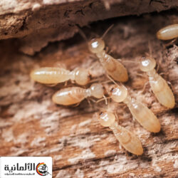 شركة مكافحة النمل الابيض بابها | 0545284553