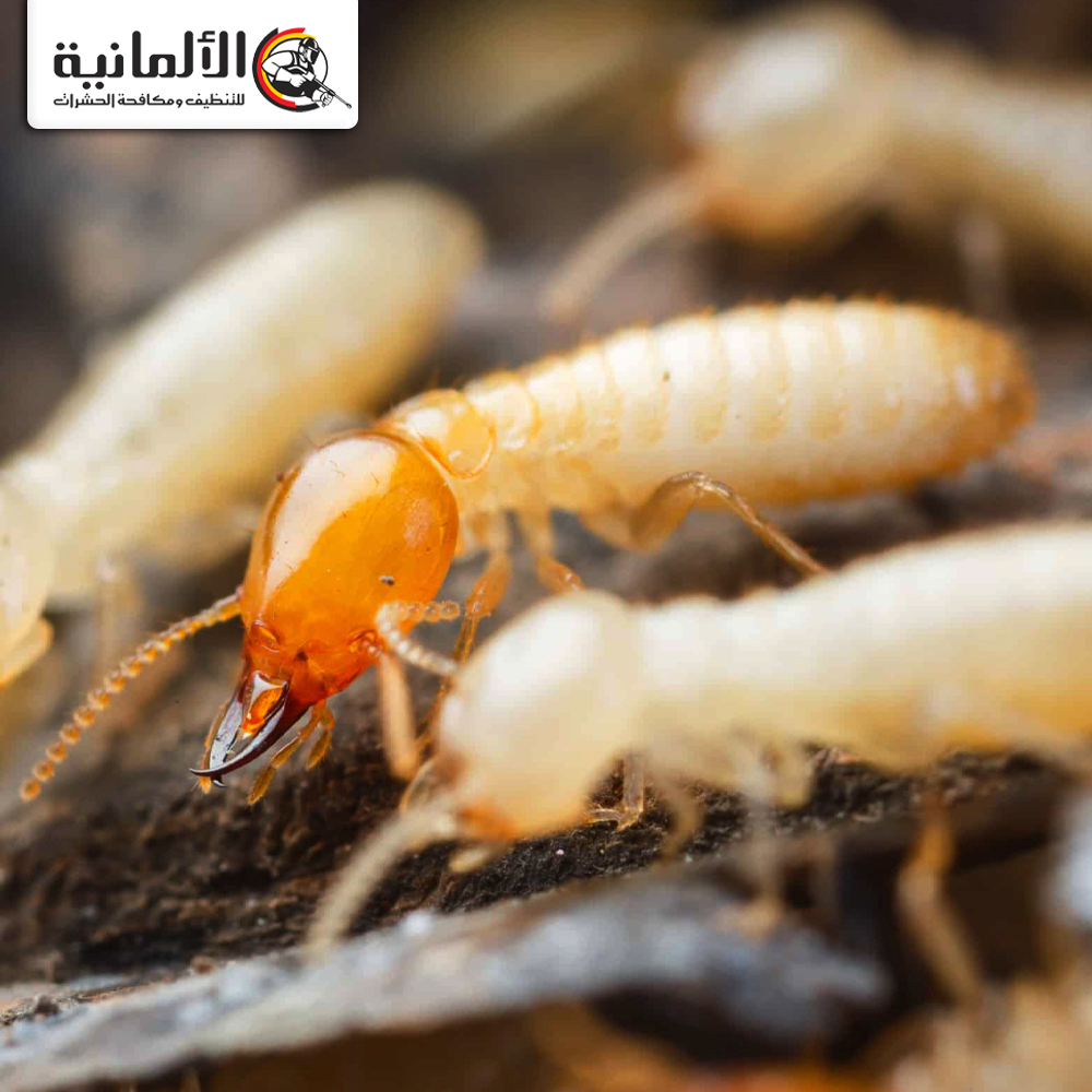 أنواع المبيدات المستخدمة في مكافحة النمل الأبيض