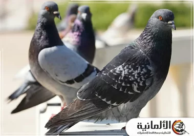 شركة تركيب طارد الحمام في الدمام